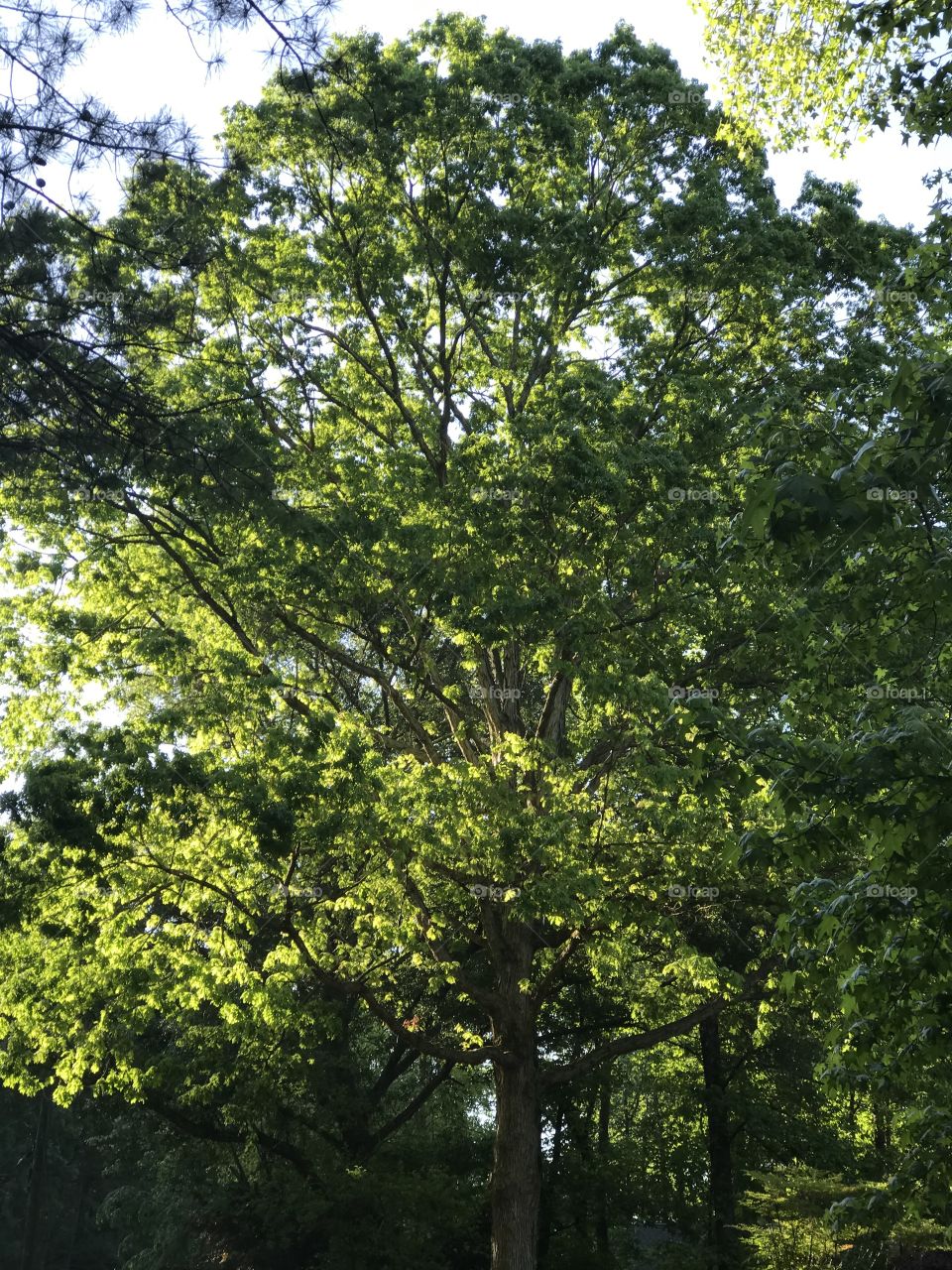 Sunlight in tree.   Morning sun in tree