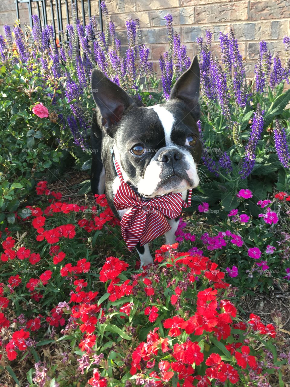 Boston Terrier