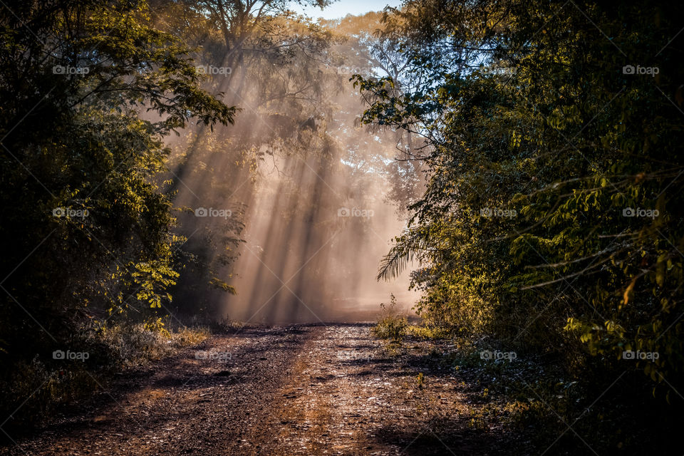 Trees in the forest