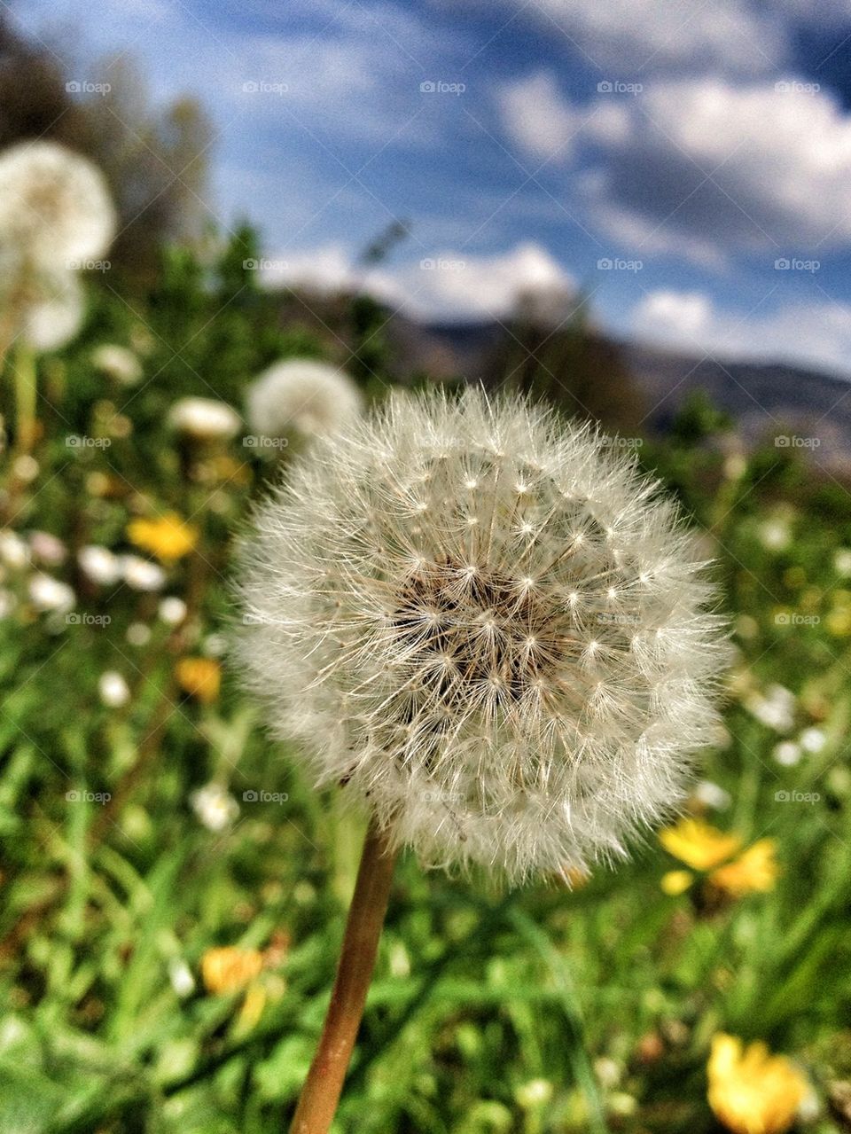 flowers