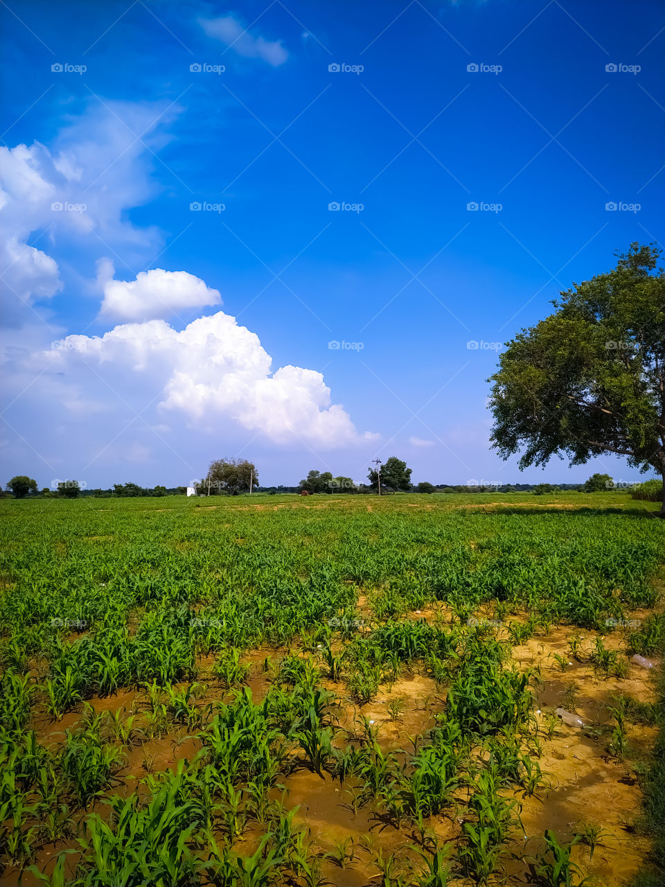 cloudy sky over green millet plants field