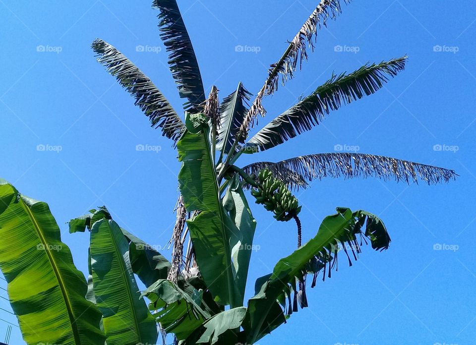 Beautiful day in Fall.  So blue sky. Banana tree. Tropical. No cloud