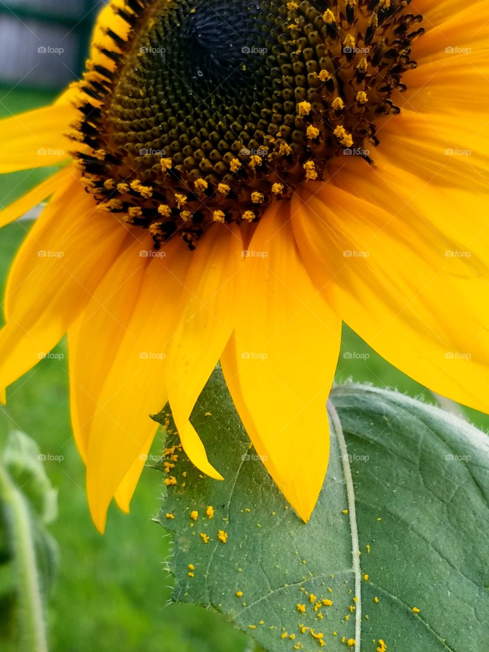 Nature, No Person, Flower, Summer, Sunflower