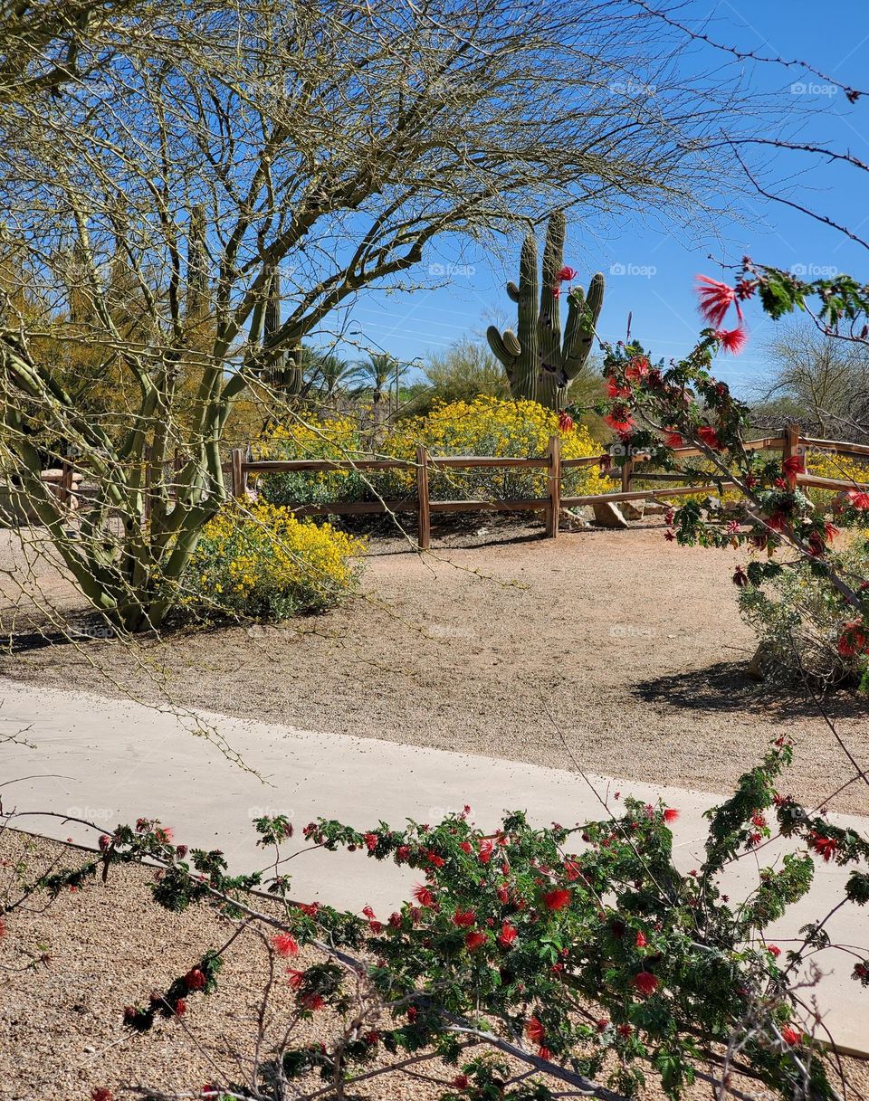 Desert Park in the Spring