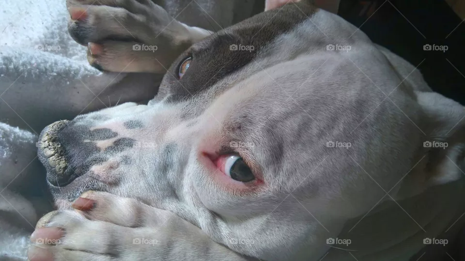 rocky dog