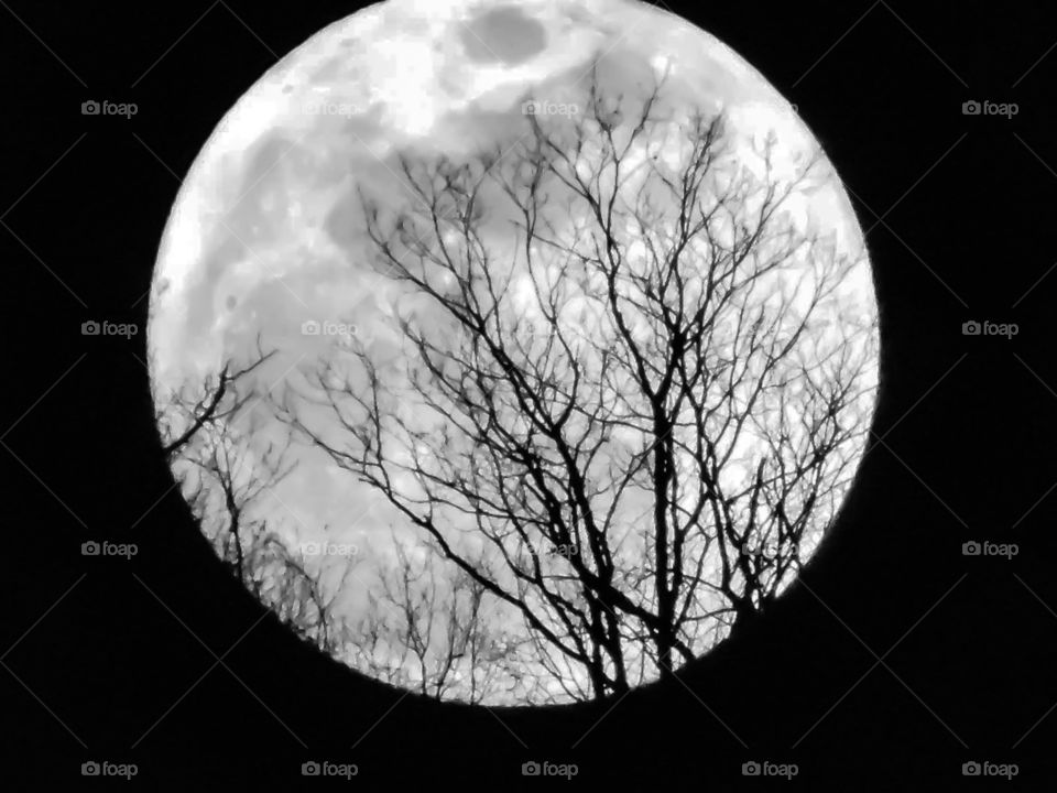Full moon rising behind bare trees.
