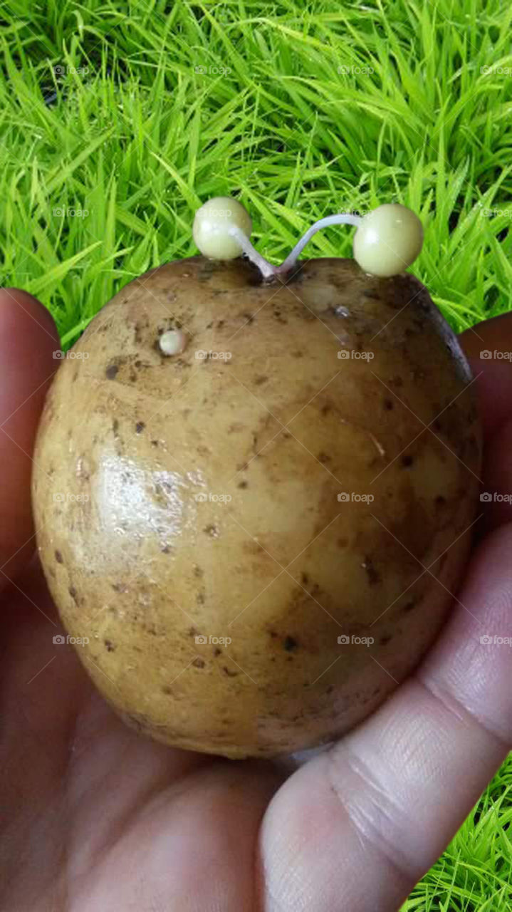 Potatoe