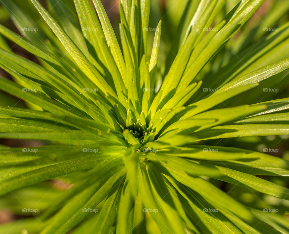 High angle view of Liatris leaves