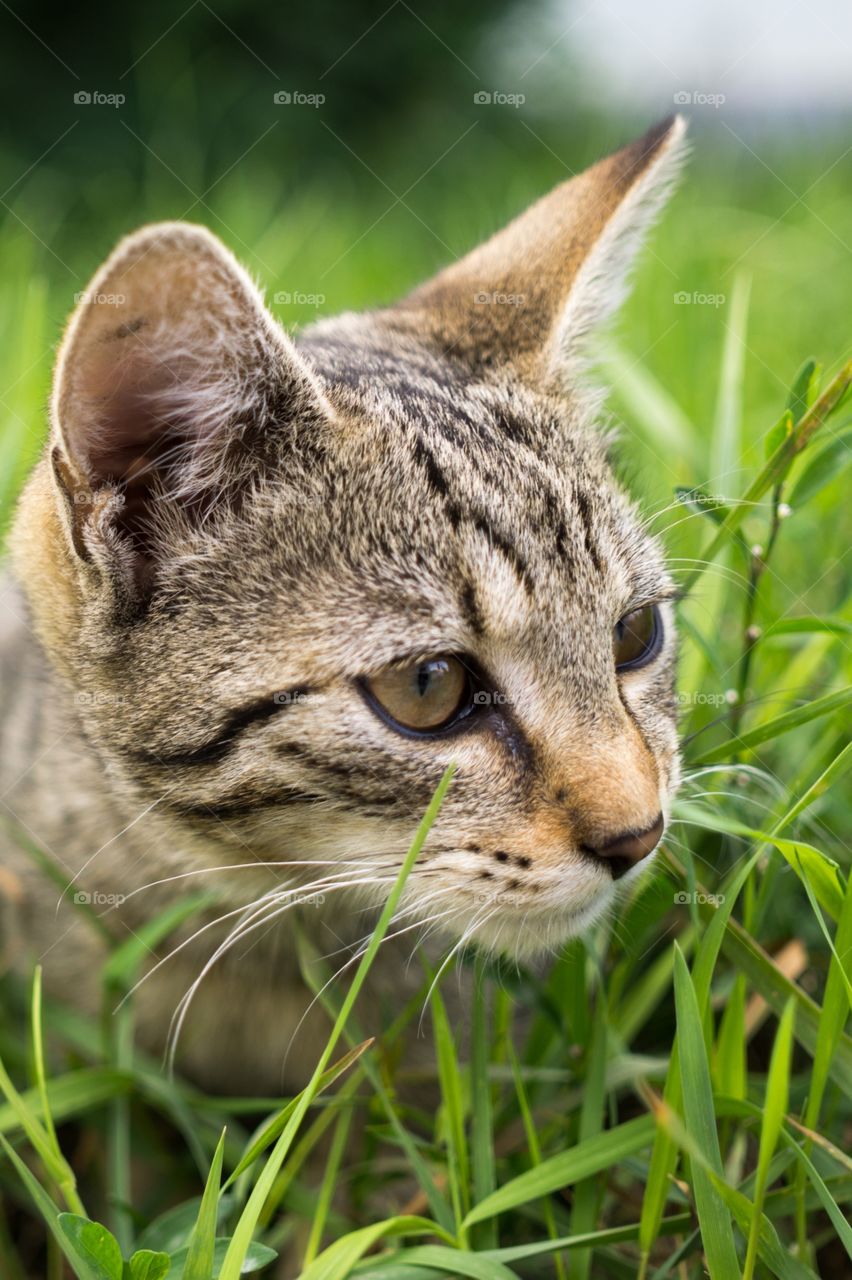 Cat in the grass. Slovakia