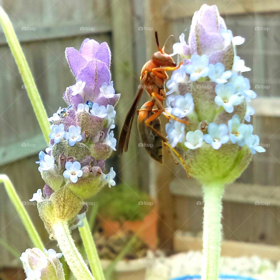 wasp on lavender flowers