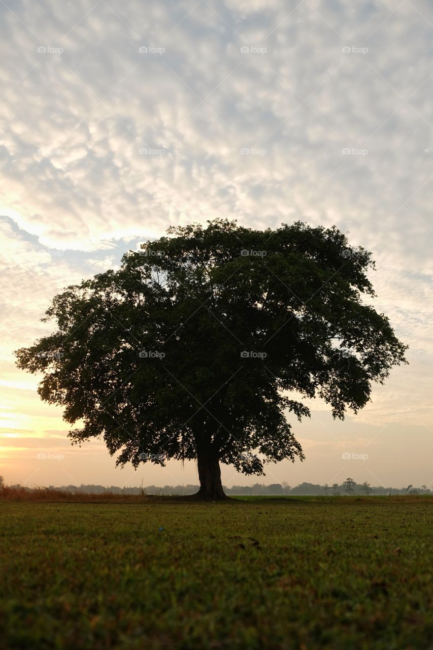 Lonely tree