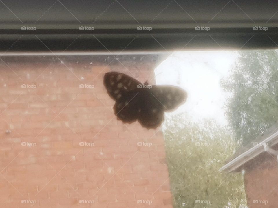 butterfly in my window