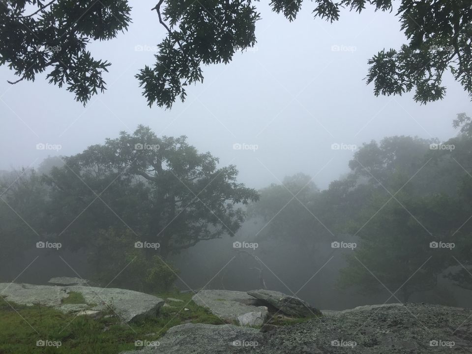 Trees in the Mist