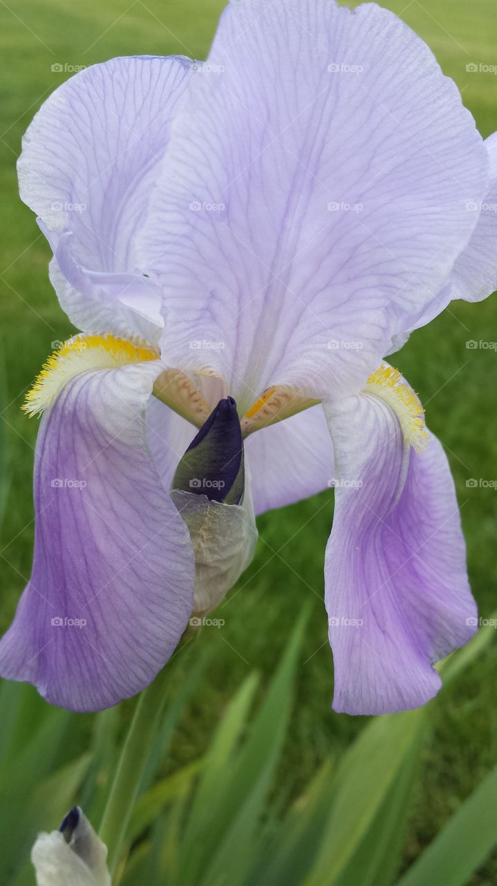 iris. bud