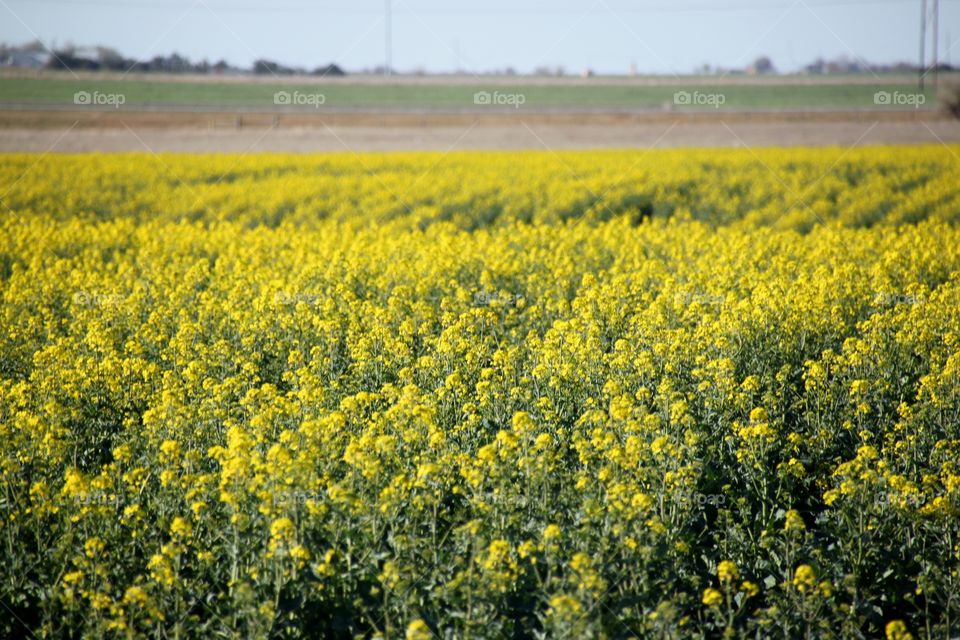 Canola