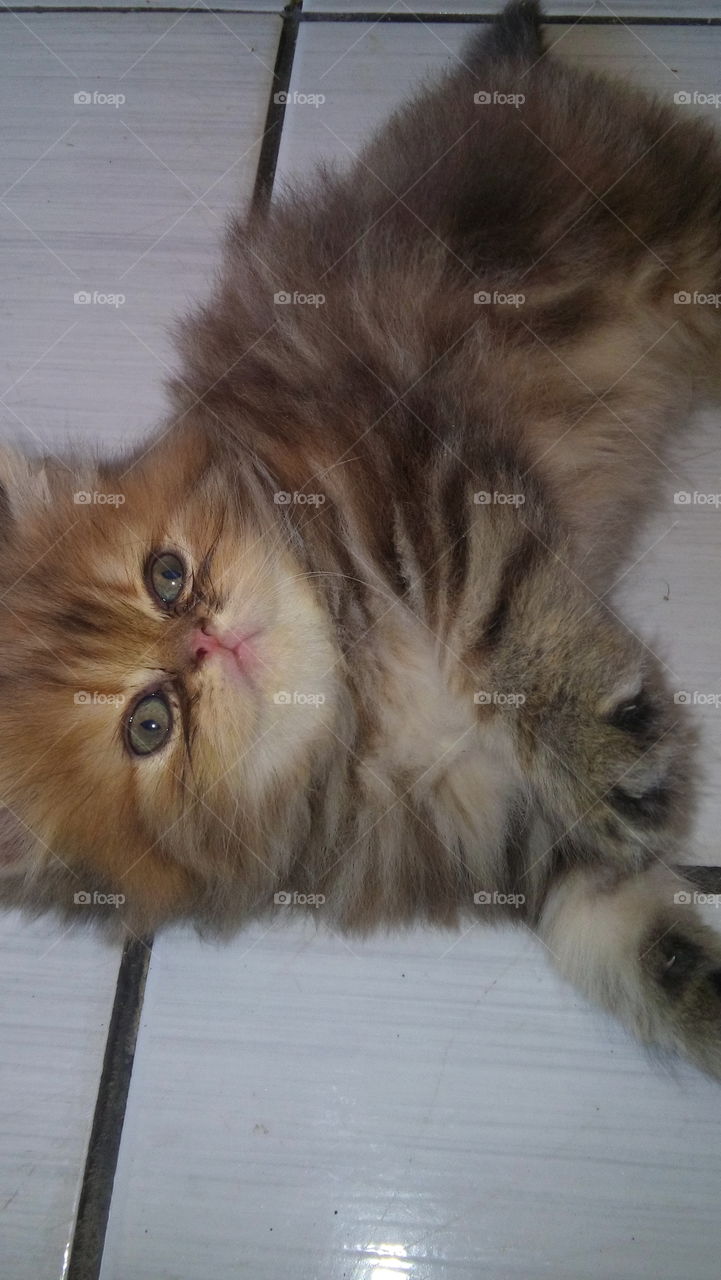 persian cat