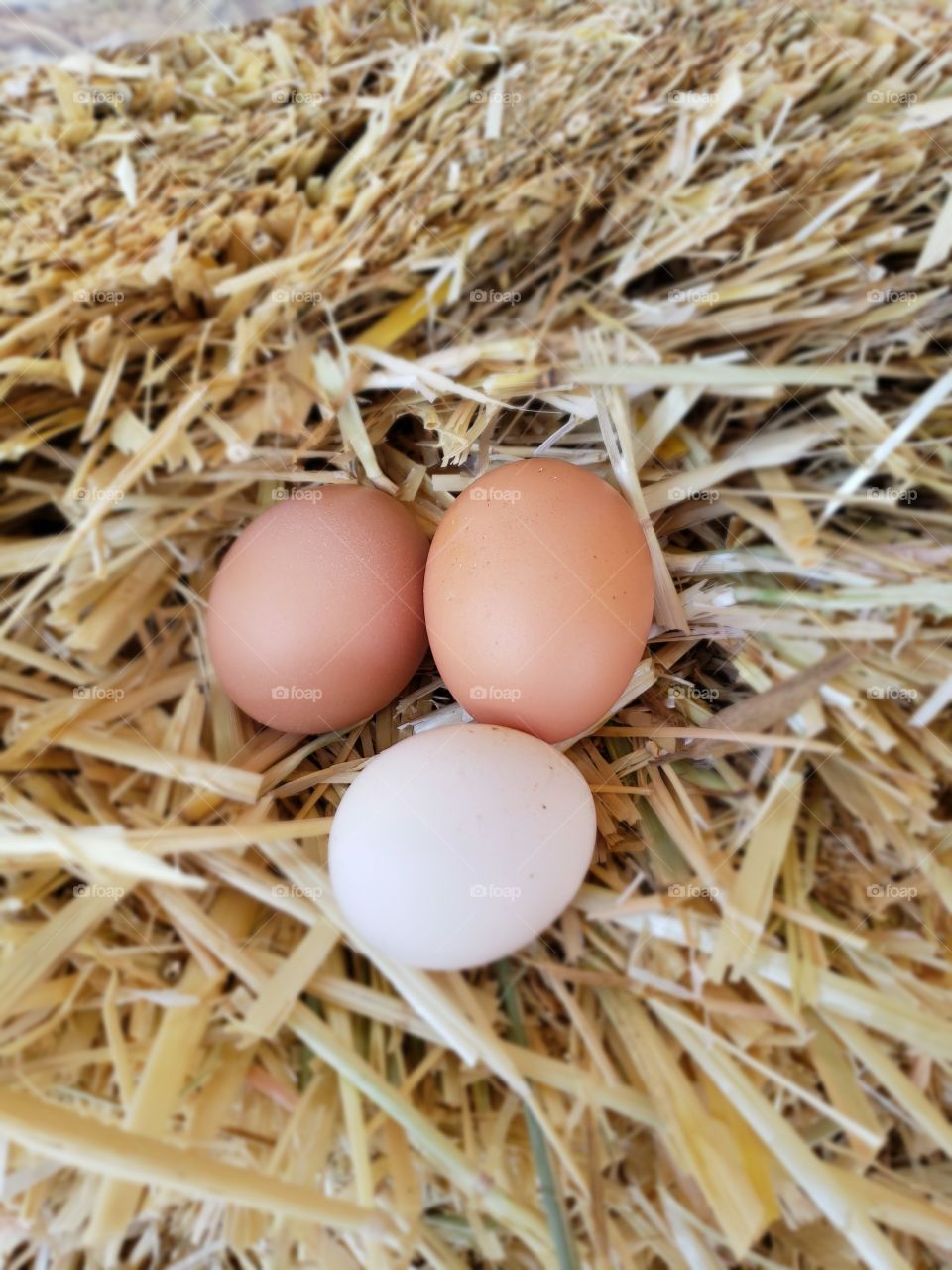 fresh eggs brown a d white