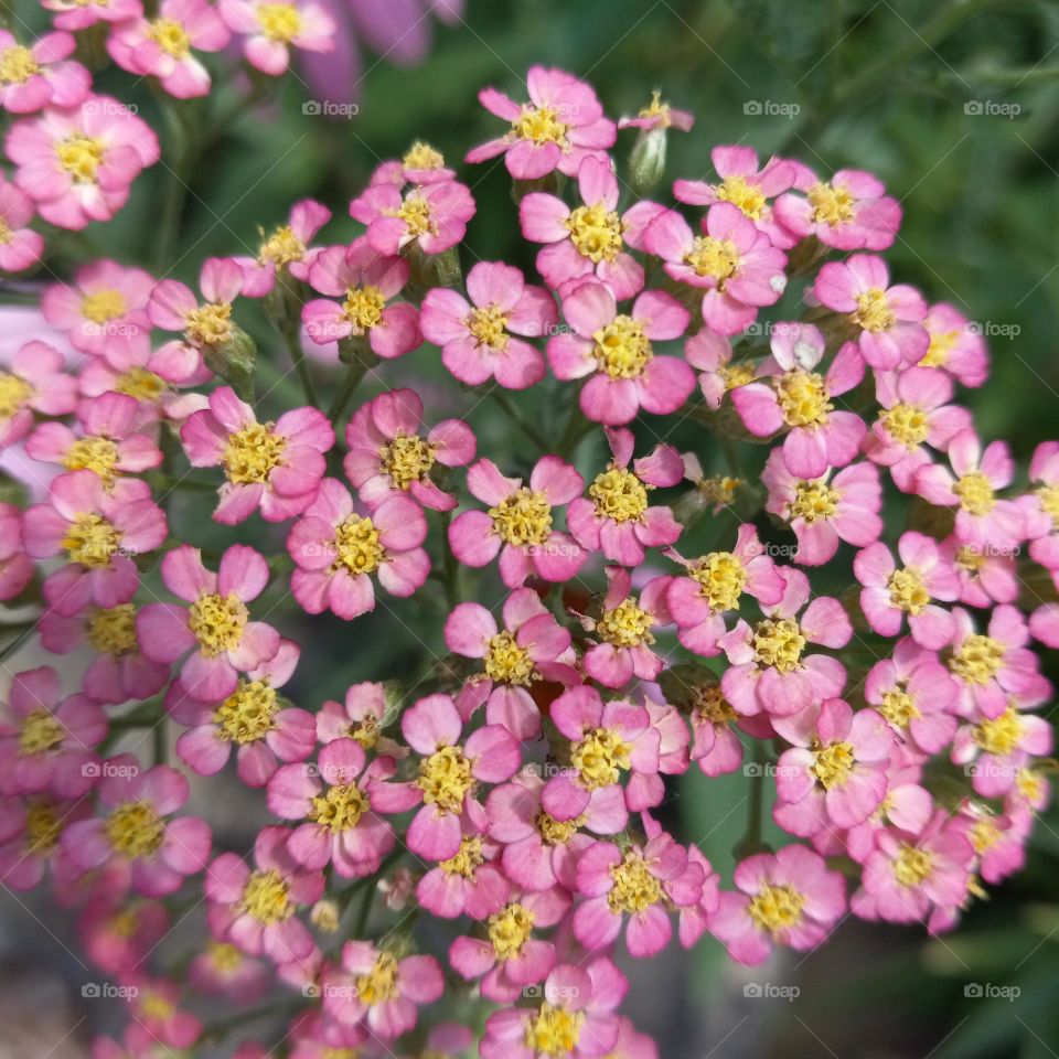 yarrow