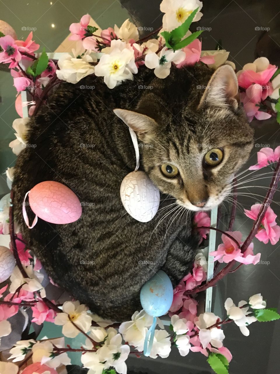 Cat flowers and Easter eggs 