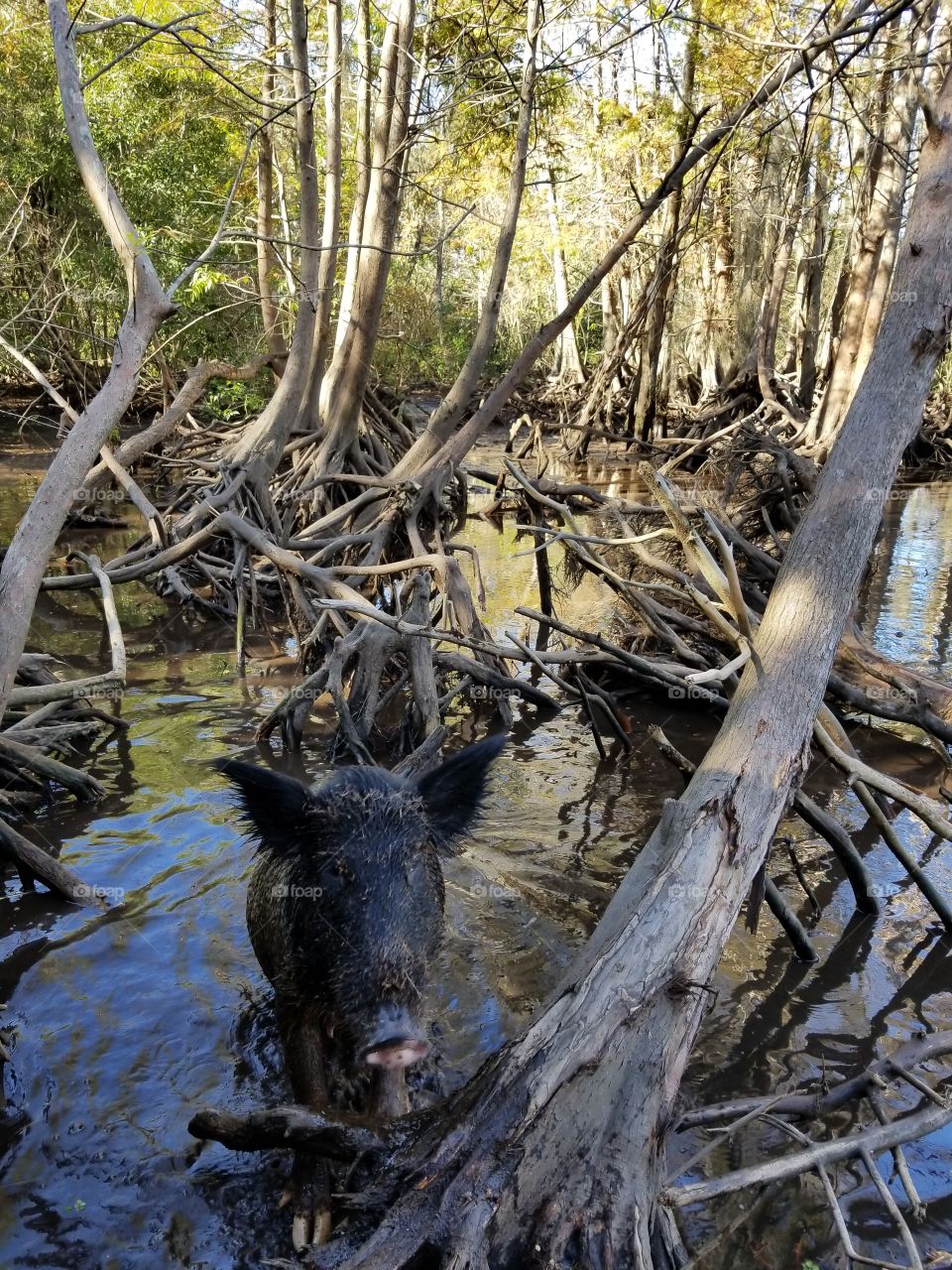Louisiana swamp tour with wild boar