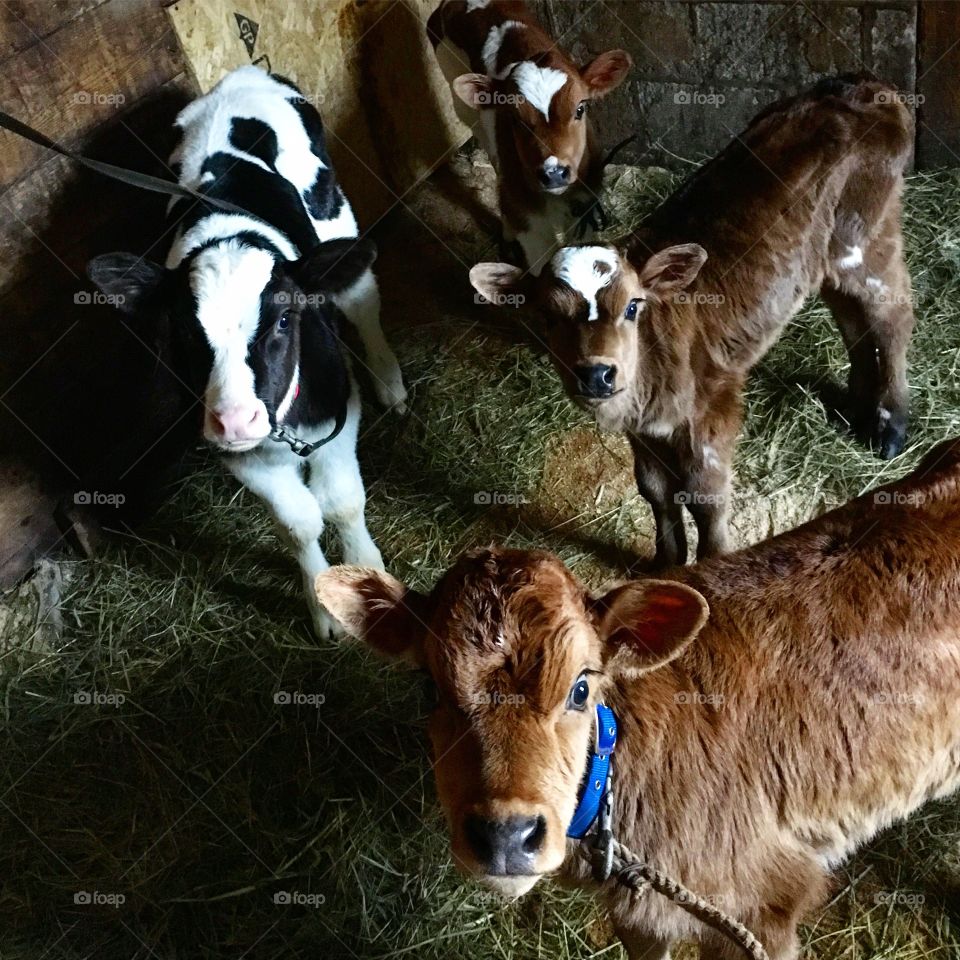 Baby Cows! 🐮🐄😊