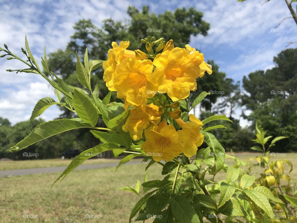 Yellow flowers with cloud pattern backdrop 