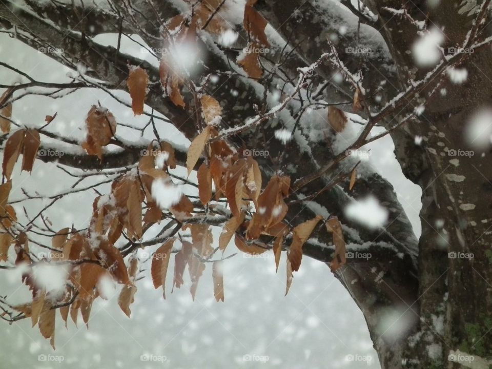 Last leaves of winter