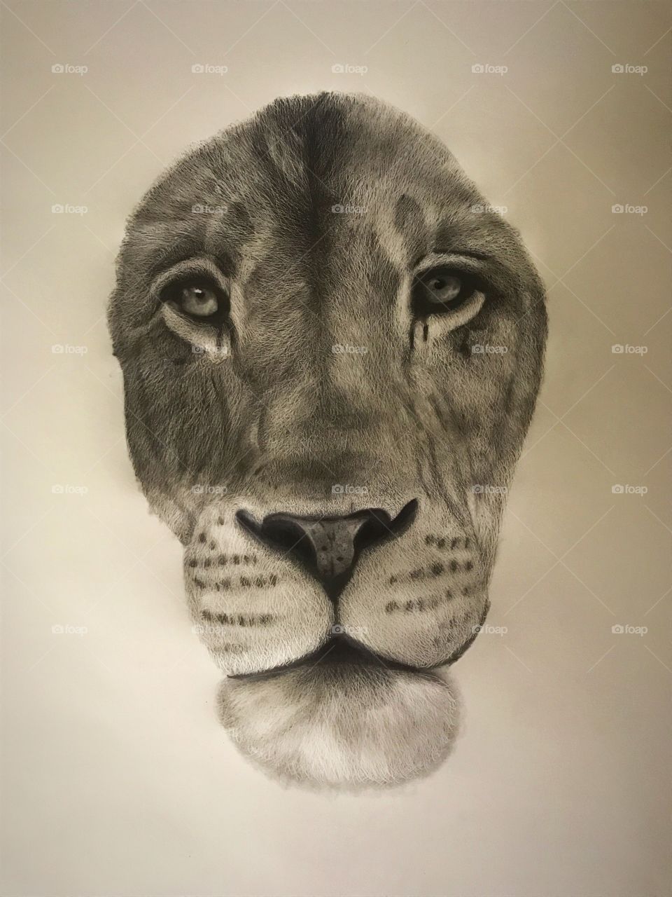 Lion drawing 
