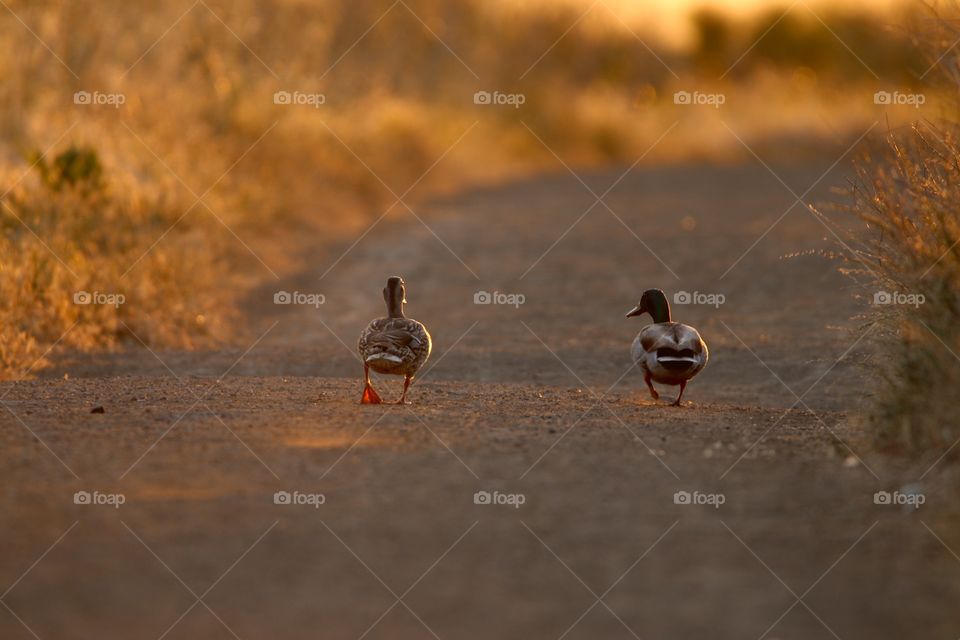Pair of ducks