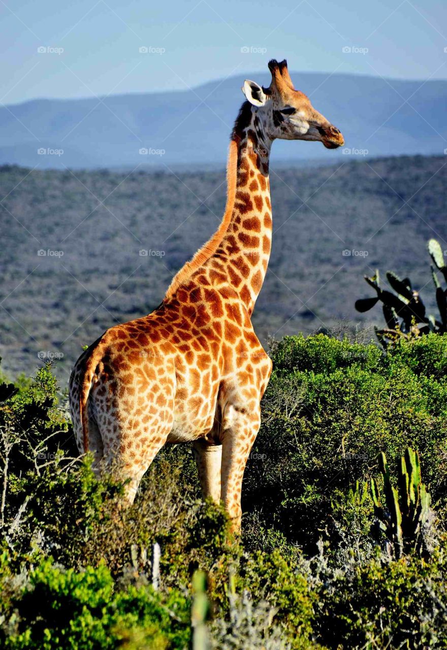 A giraffe on a game farm in South Africa.