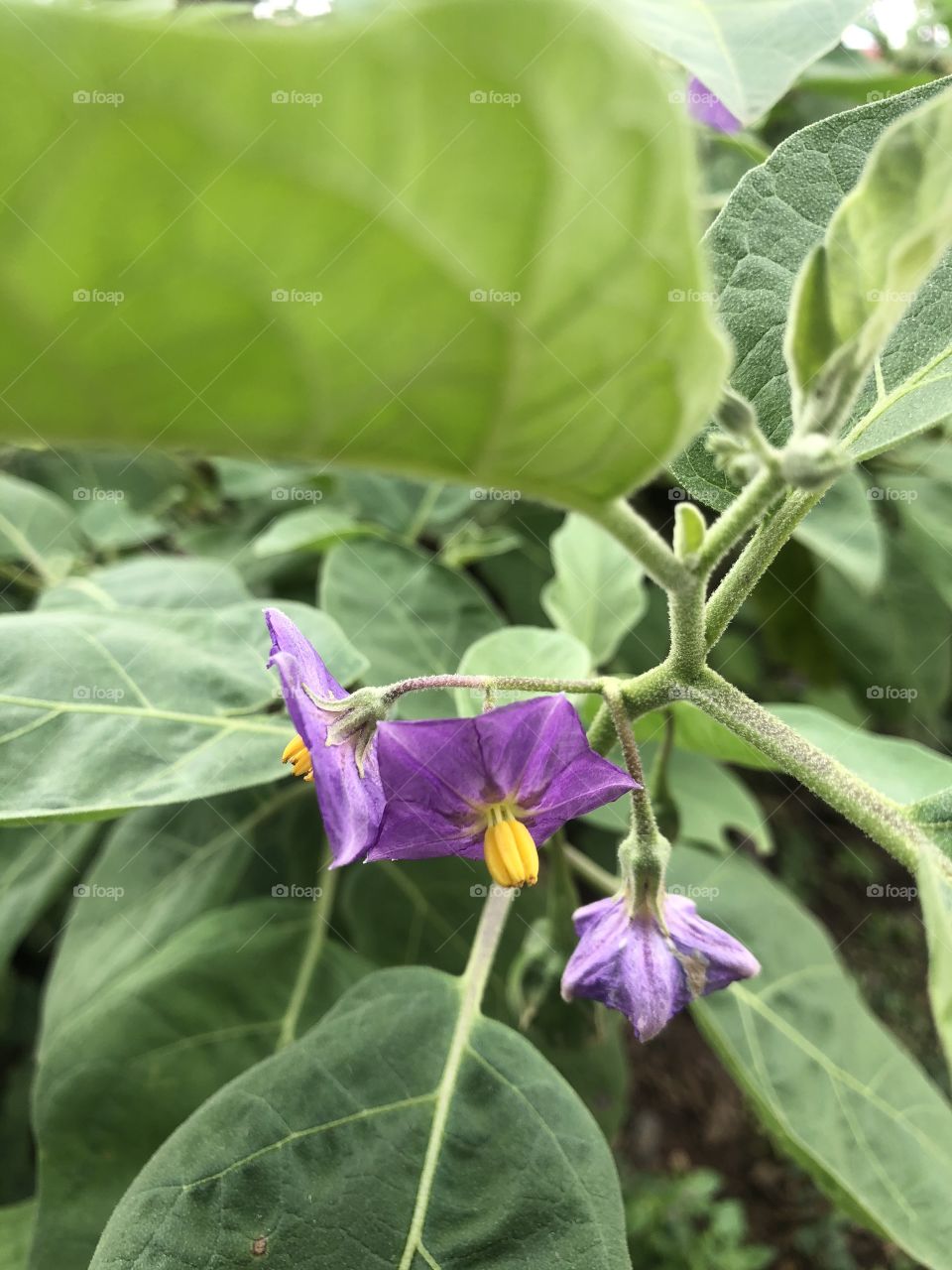 Plants around everywhere, Countryside (Thailand)