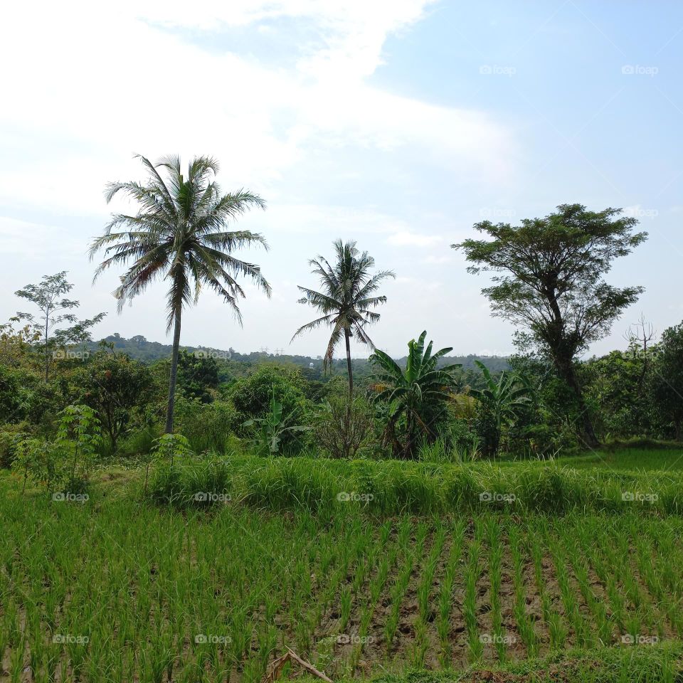 Views of rice fields with beautiful natural surroundings