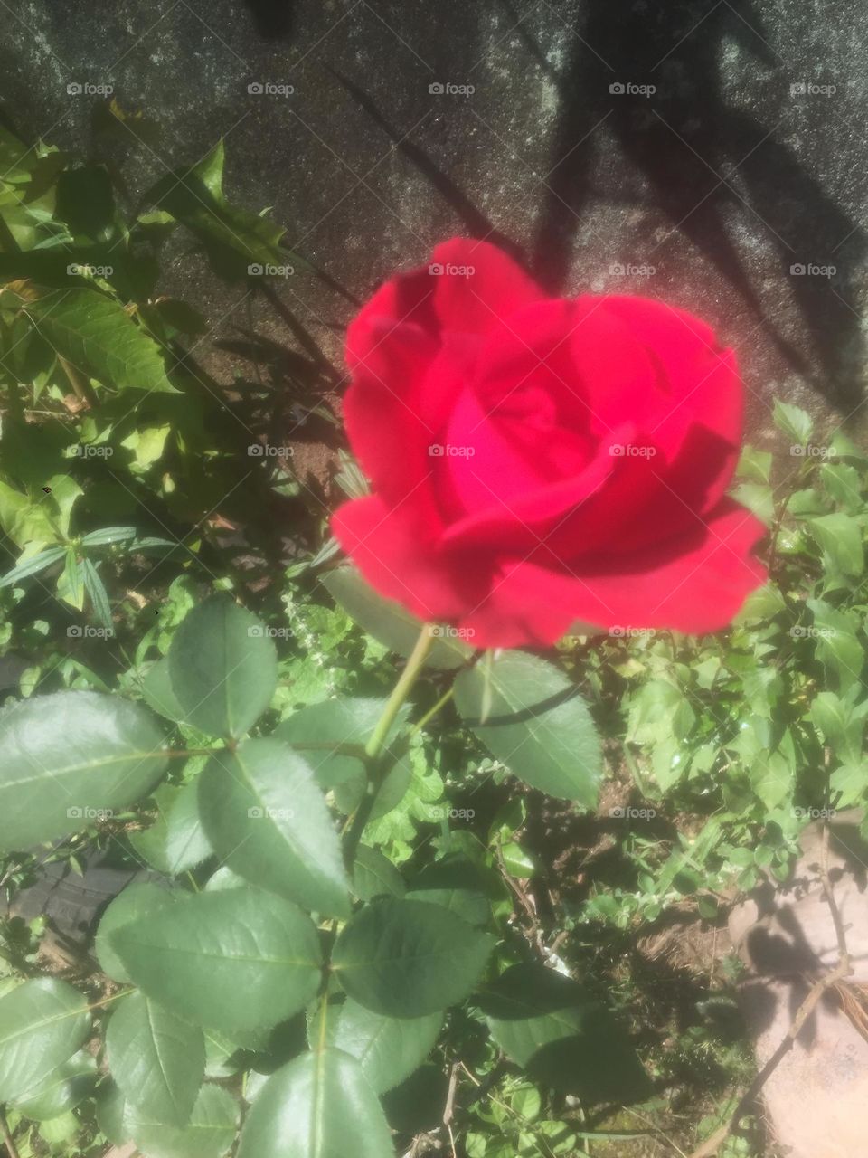 Eye cooling roses