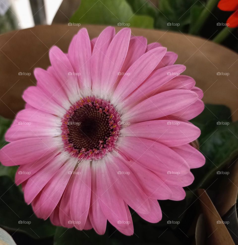 A flor gérbera  rosa é encantadora bela, delicada, suave, com muita  graciosidade e  feminilidade. Presente prefeito para quem você  tem admiração e nutre dedicação  especial