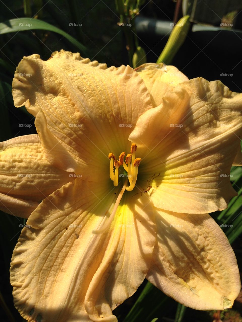 Extreme close-up of yellow day lily