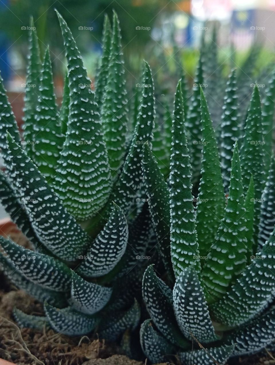 Cactus.