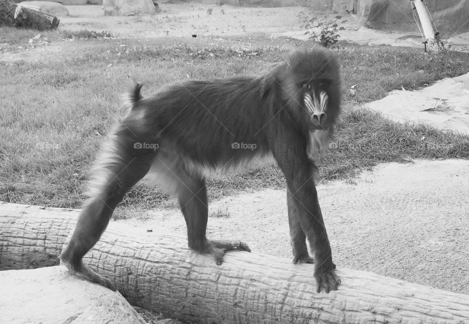 Baboon
