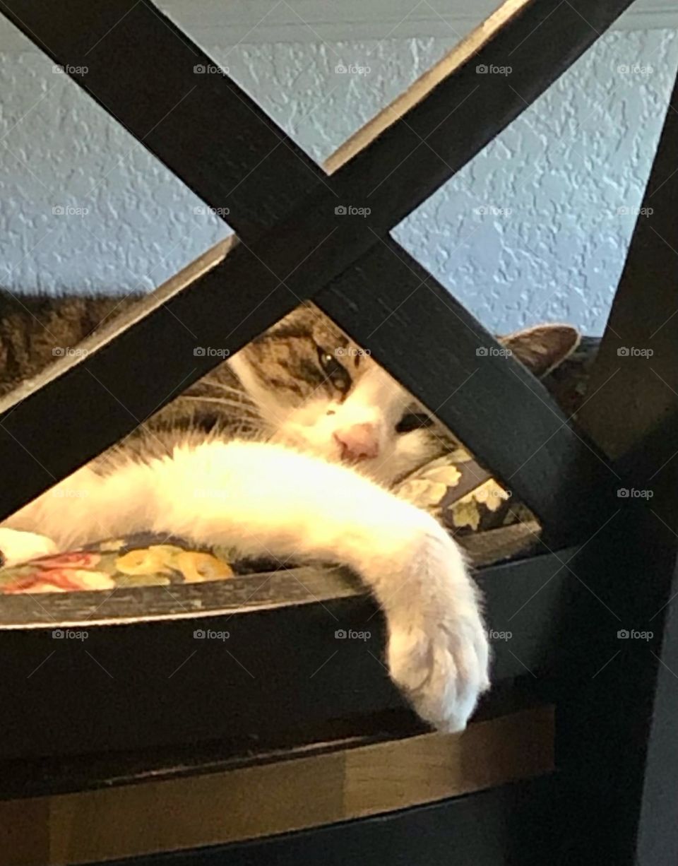 Our cat “Bill” relaxing