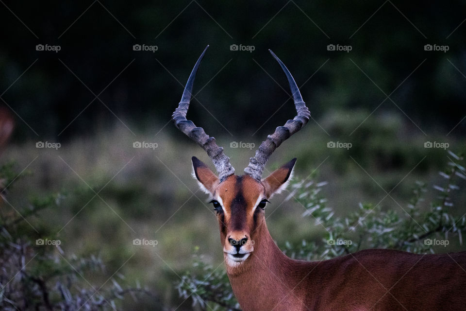 Impala Ram in the plains of South Africa on Safari. 