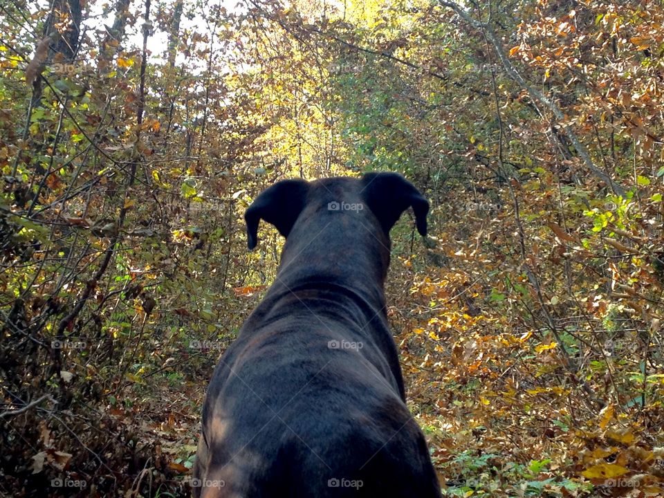Dog..forest...autumn...