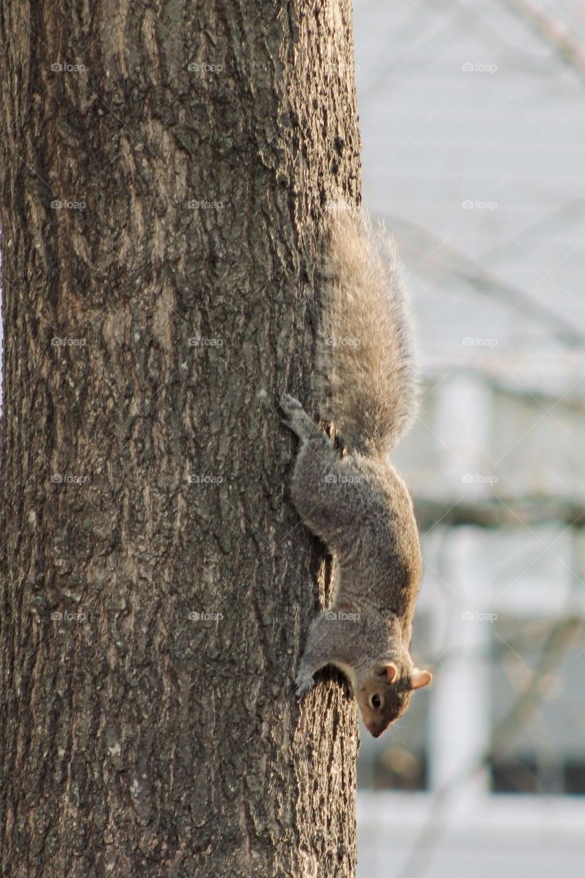 An Eastern Gray Squirrel scaling a tree trunk.