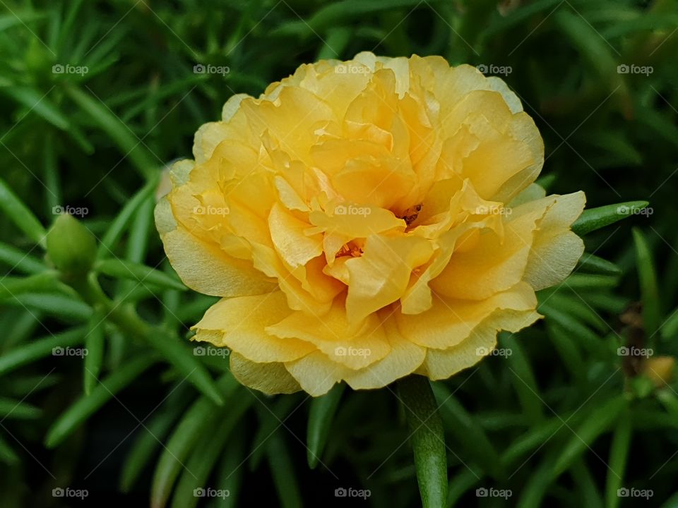 the portulaca grandiflora