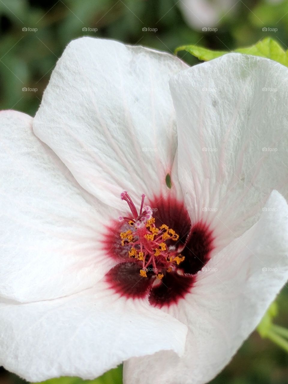 beautiful hibiscus