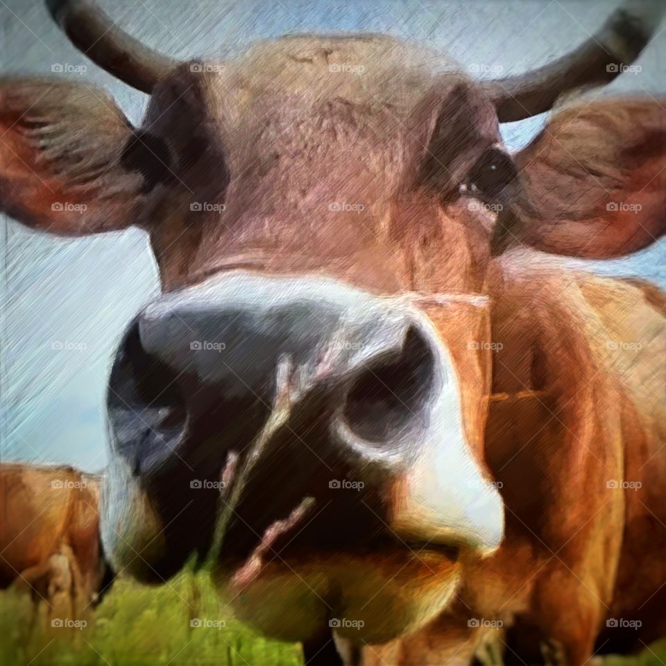 Portrait of a cow