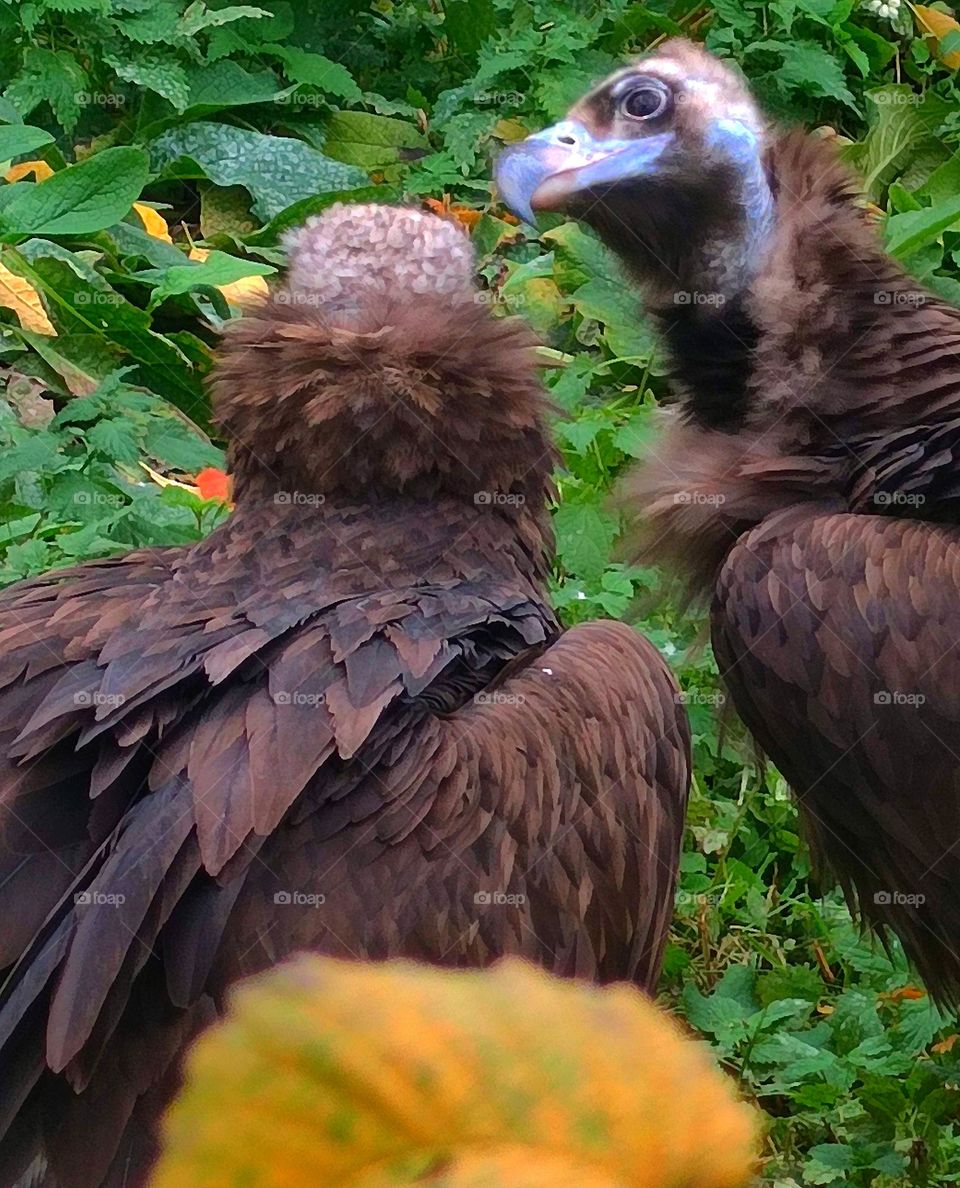 November. In the foreground, a yellow autumn leaf. Communication between two black griffins. Humor in nature