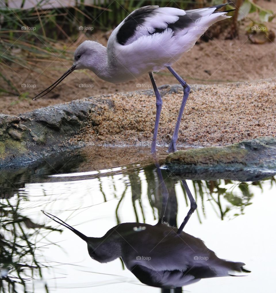 Bird with a drop of water in its beak to drink