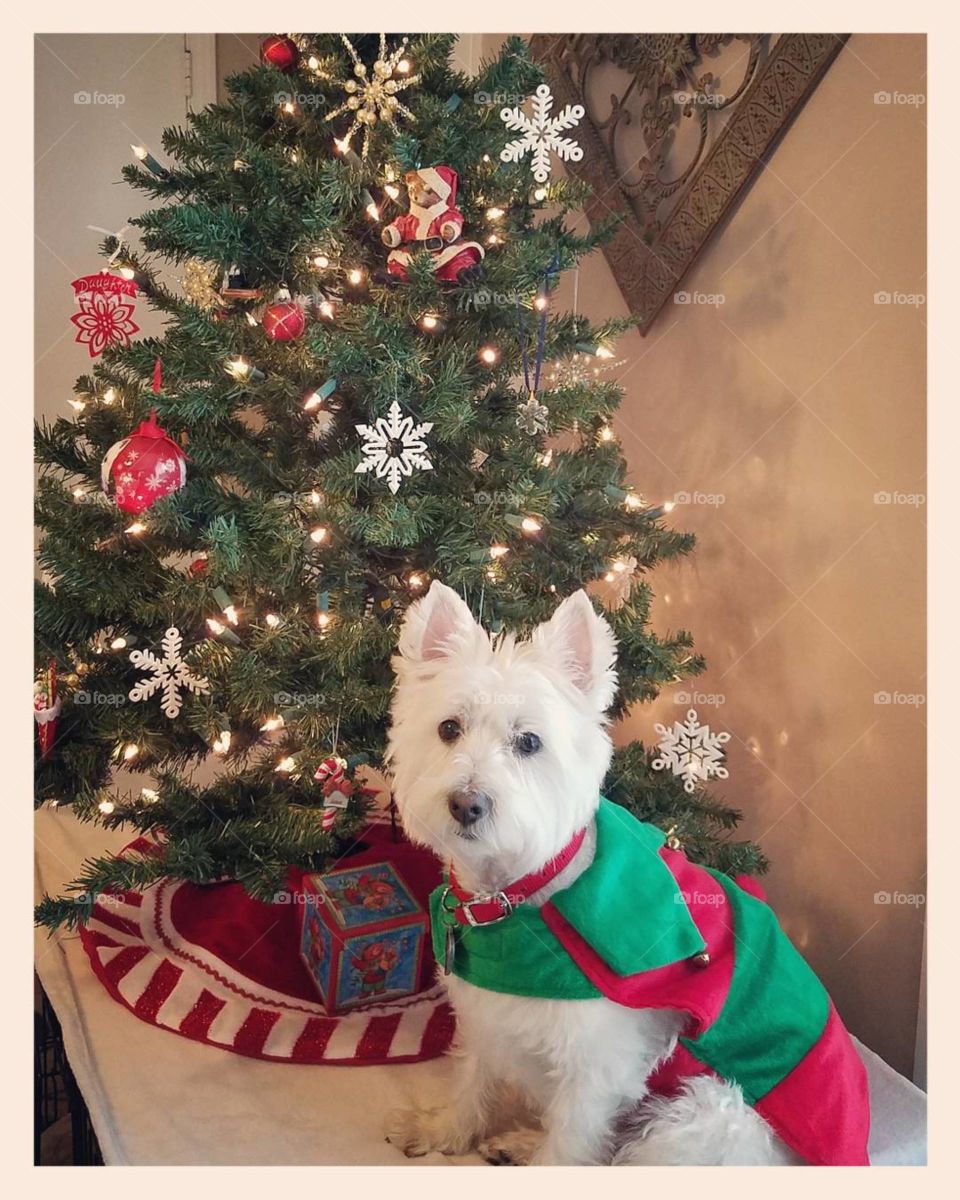 A Westie elf in front of a miniature Christmas tree