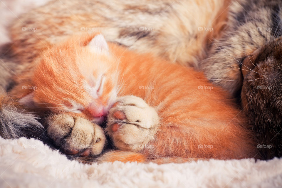 Newborn red tabby kitten with his mother cat