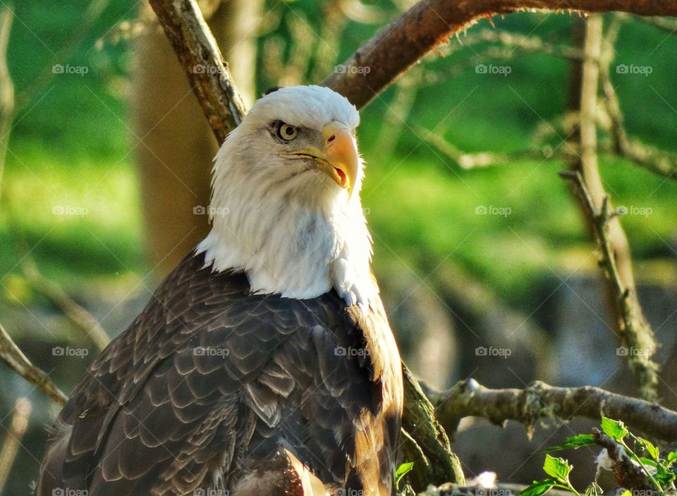 Noble American Bald Eagle. Bald Eagle Perched In A California Forest