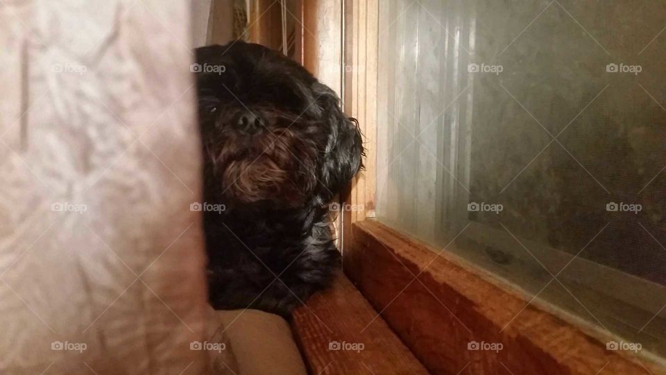 dog window